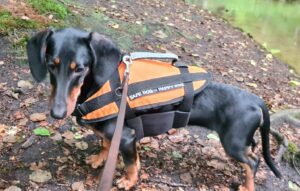 Dog swimming aid size L (15-40kg), orange