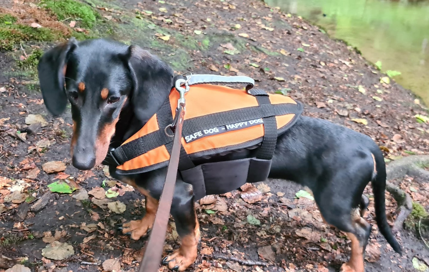 Dog swimming aid size XL 40-60kg orange 1 Dog swimming aid size XL 40-60kg orange