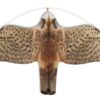 STOPGULL Falcon with 5m telescopic pole 2 st3030015 1