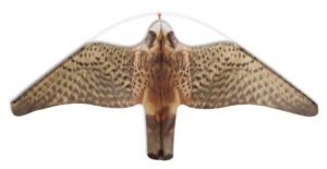 STOPGULL replacement falcon